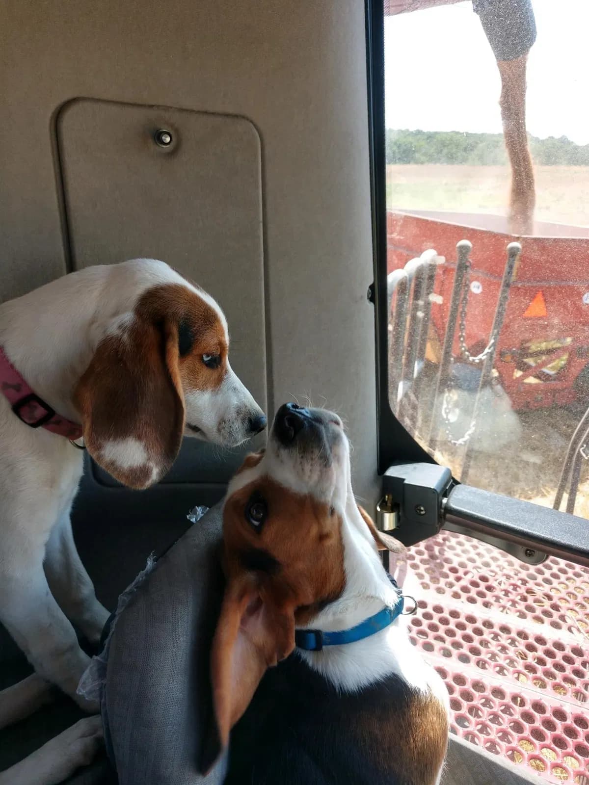 Jake/Molly, back home in Michigan