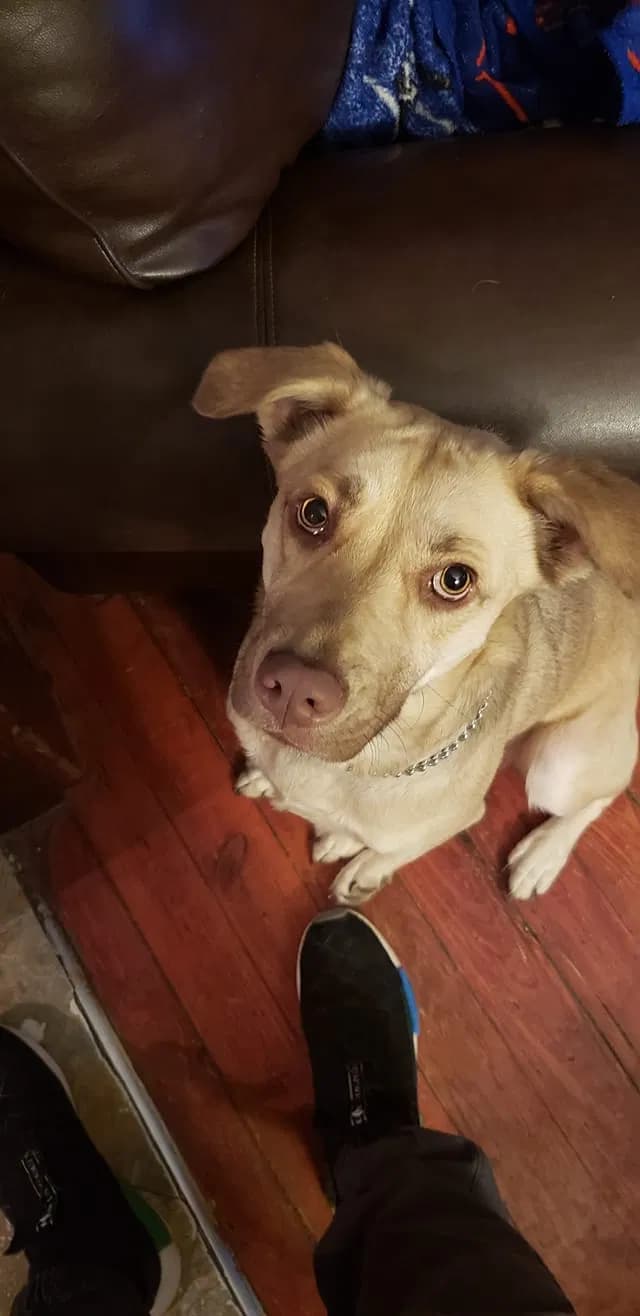 Nala, back home in Connecticut
