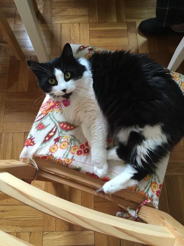 Joules, back home in Pennsylvania
