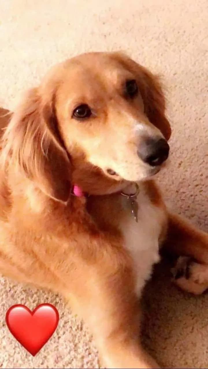 Lola, back home in Tennessee