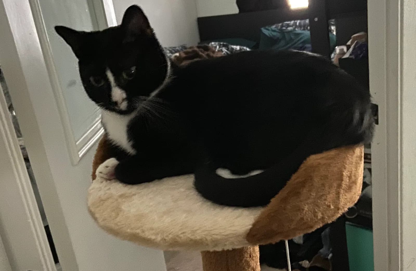Neo (Kitty), back home in Texas
