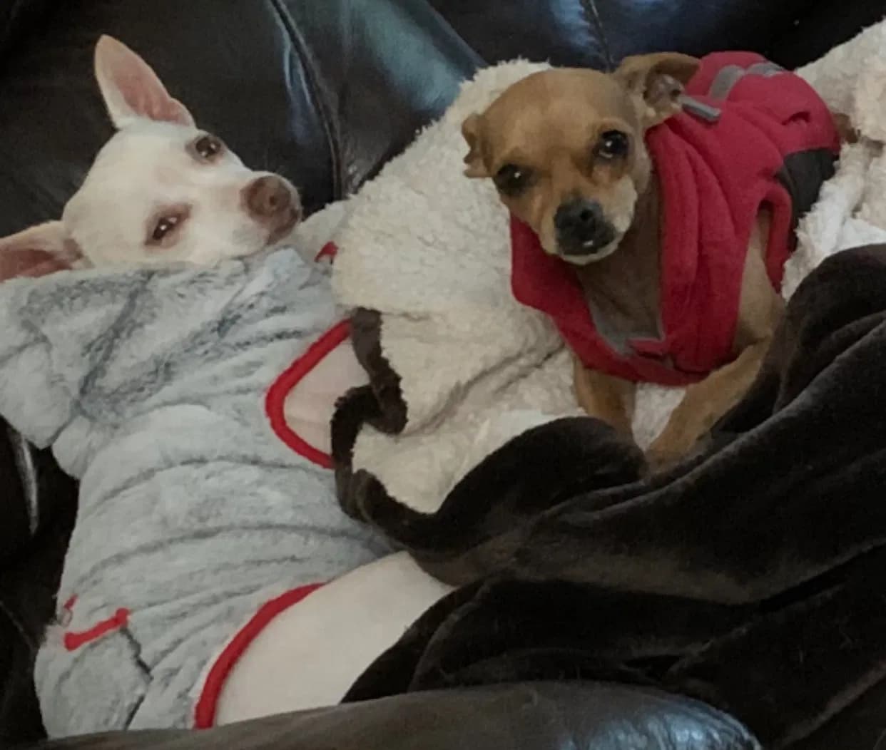 Maki and Hercules, back home in California