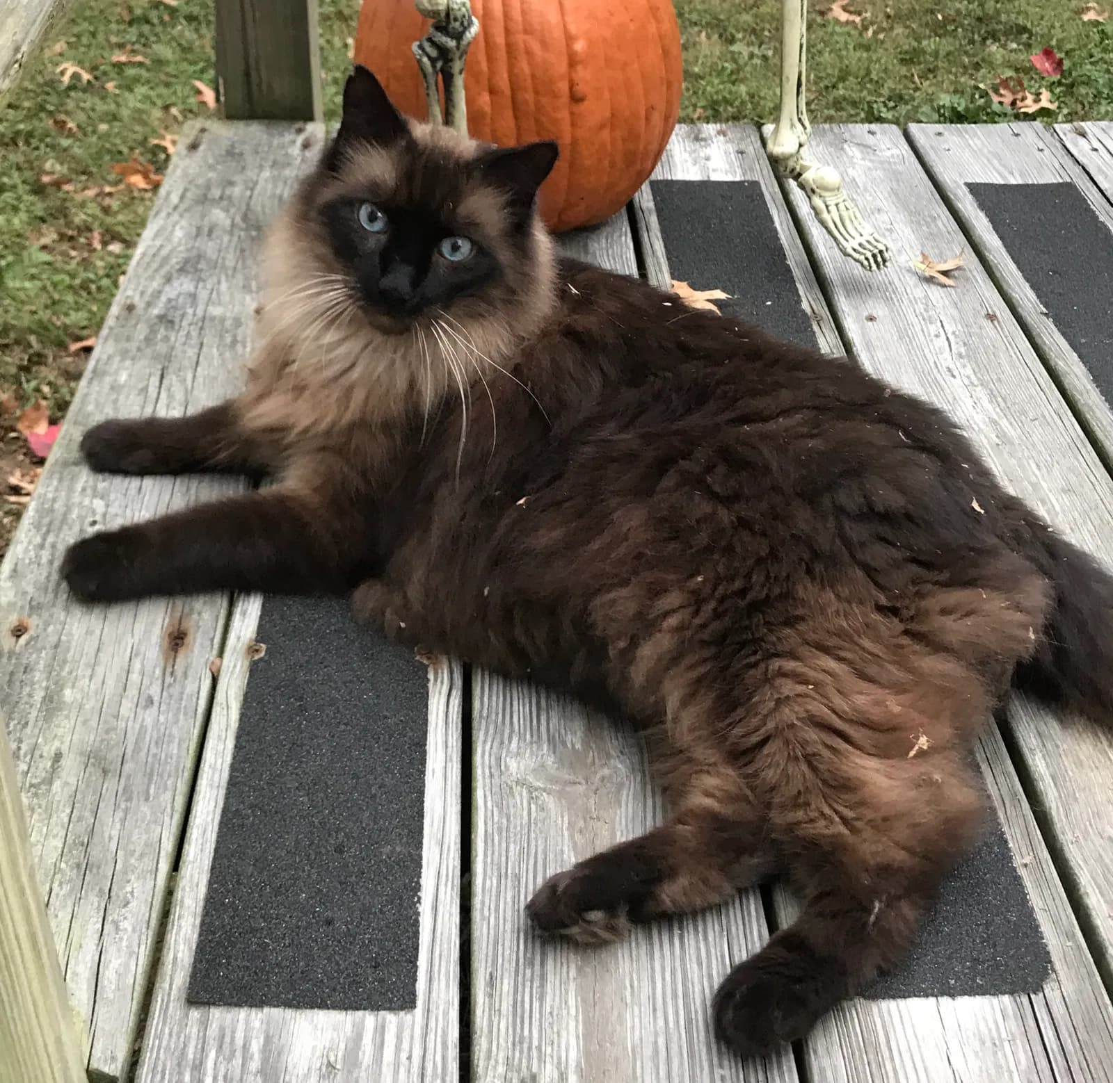 Shadow, back home in Kentucky