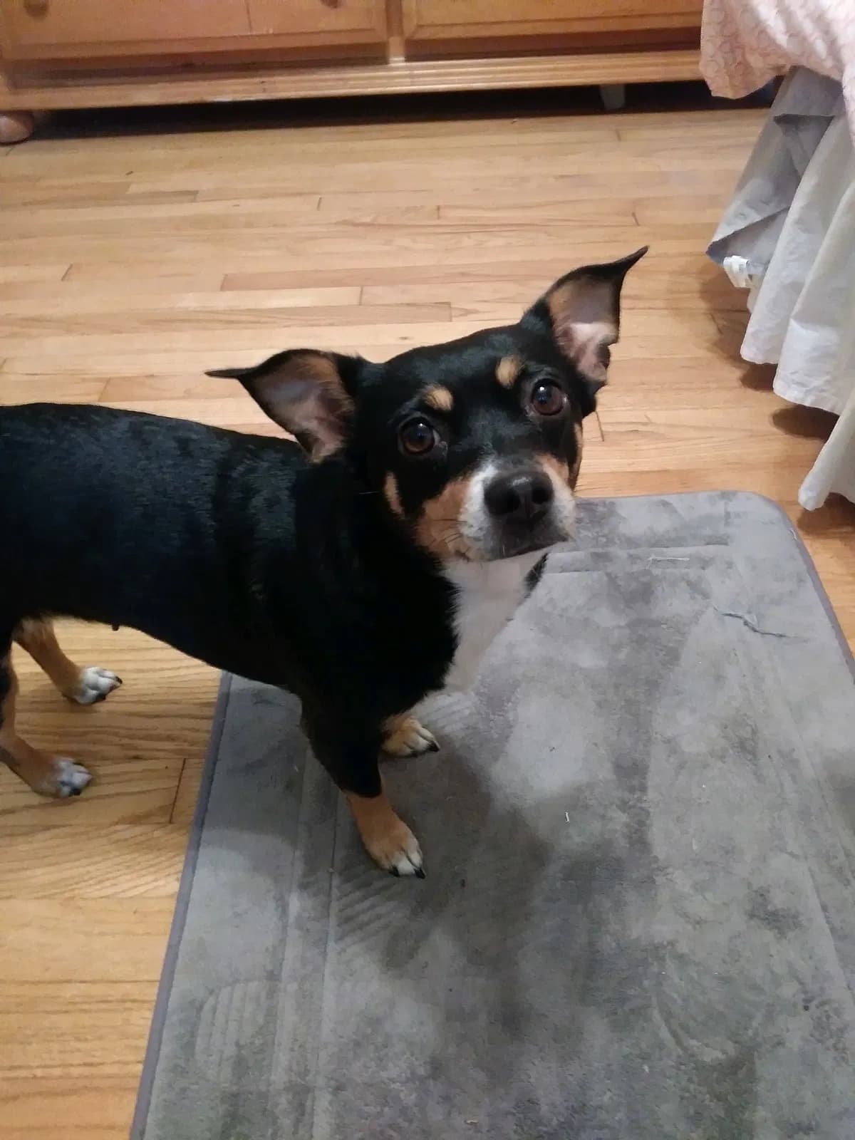 Sophie, back home in Texas