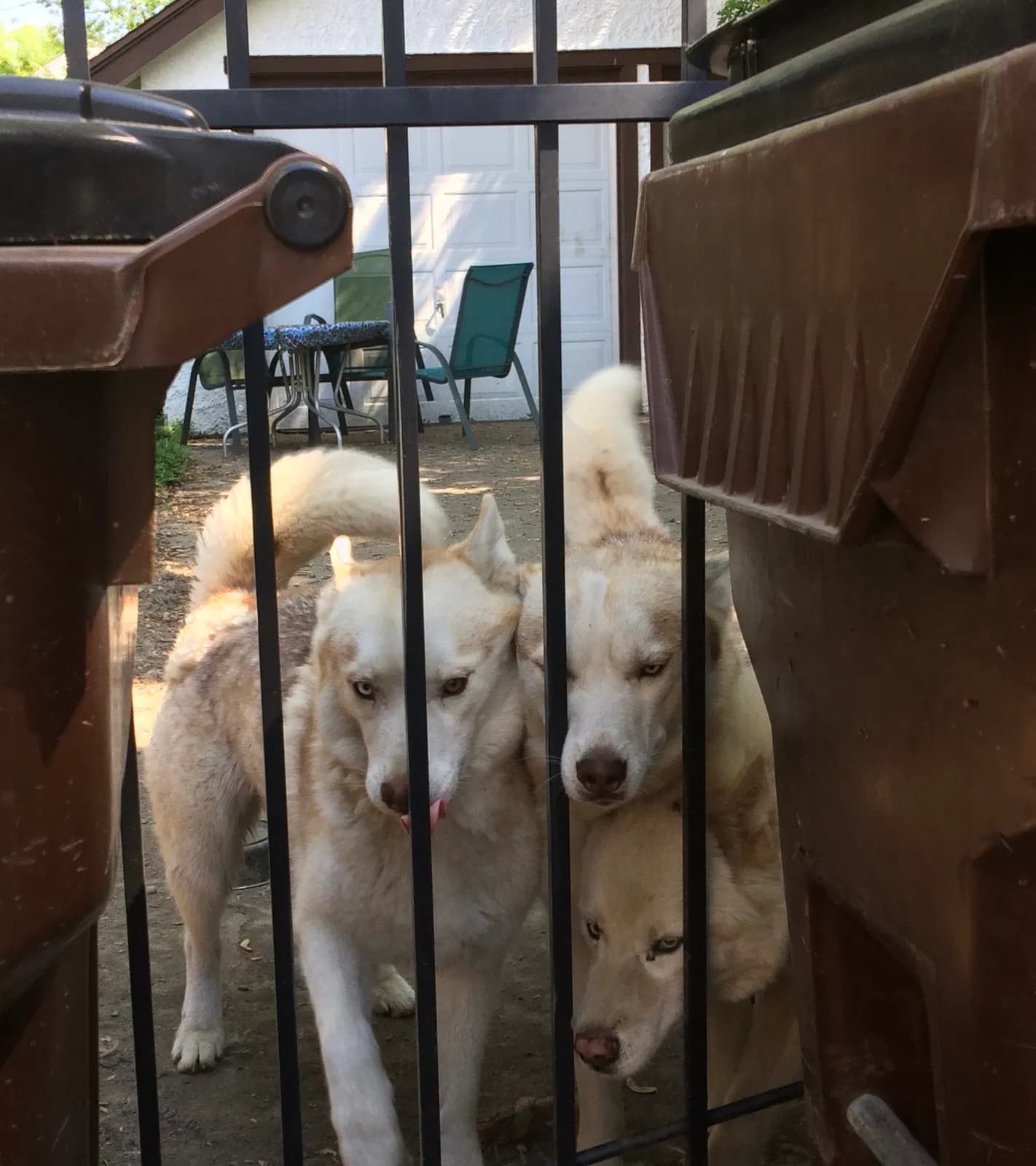 Nike and Kivy, back home in Ohio