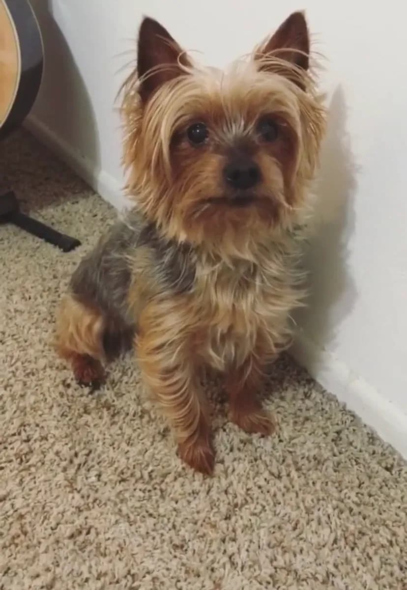 Charlie, back home in California