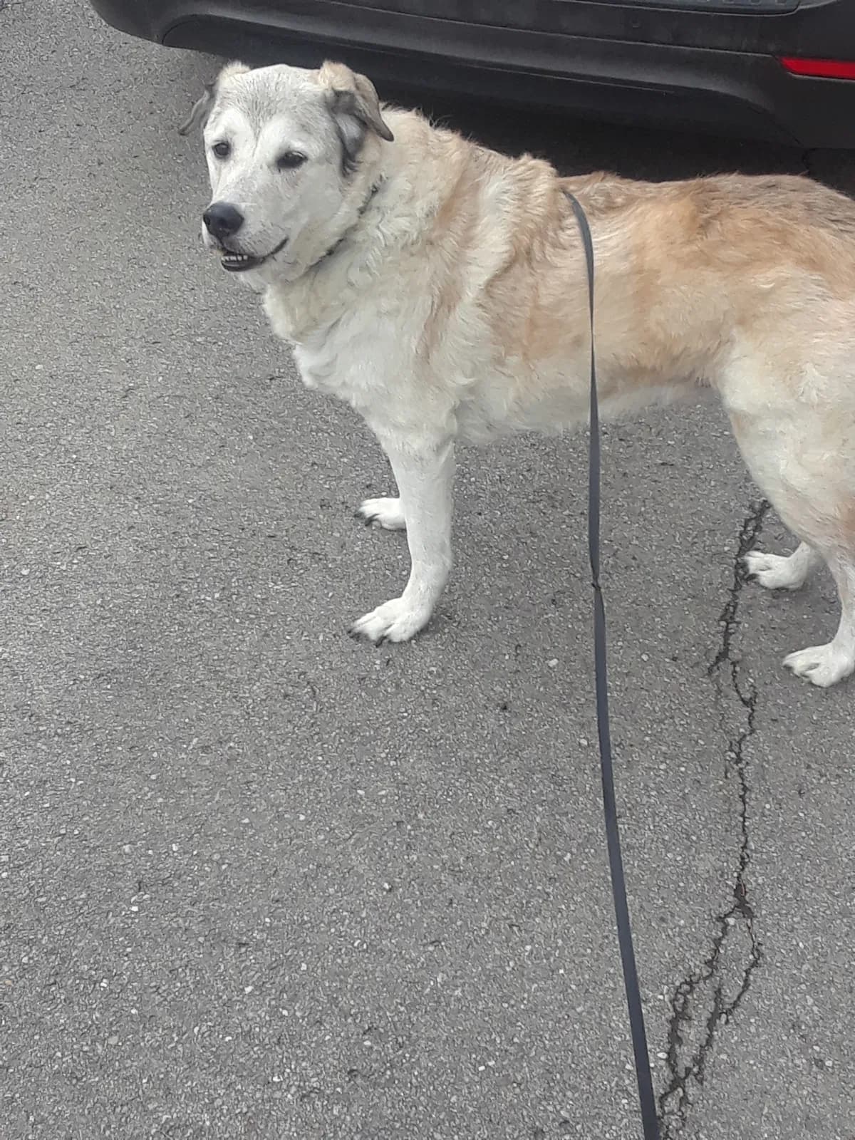 Smokie, back home in Indiana