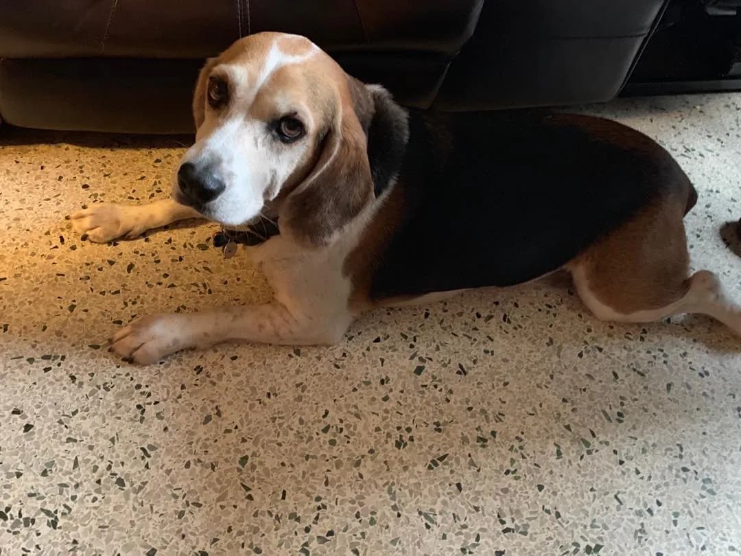 Benjamin II, back home in Florida