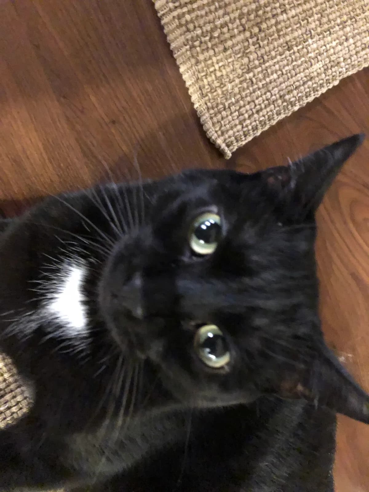 Charley, back home in New York