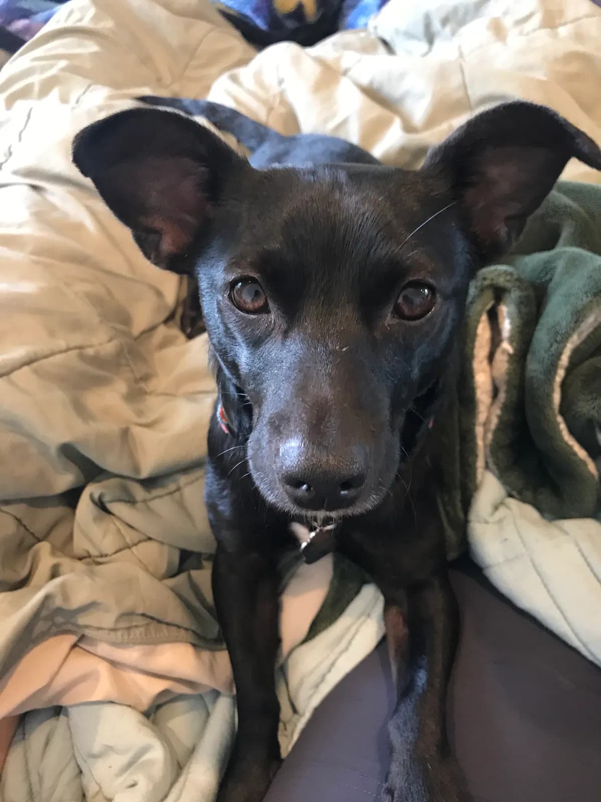 Inigo “Iggy” Mon, back home in California