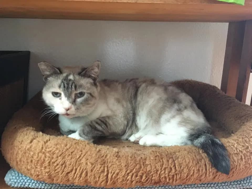 Ratty, back home in Oregon