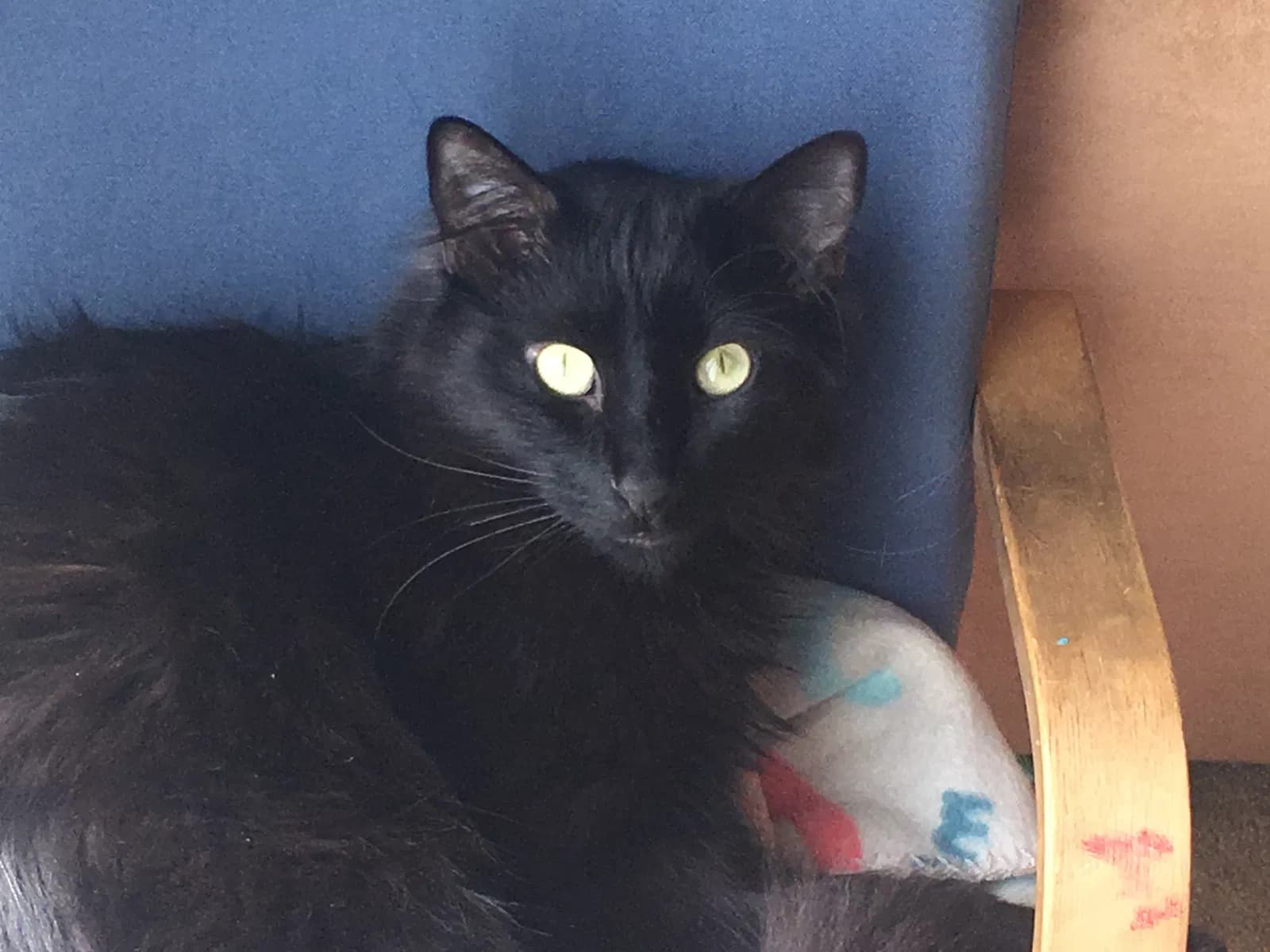 Sherlock, back home in Colorado