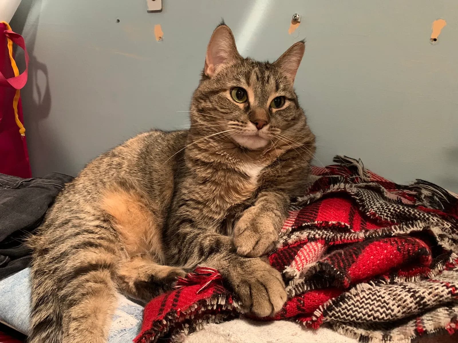 Delilah, back home in Wisconsin