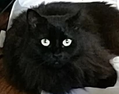 Raven, back home in New Jersey