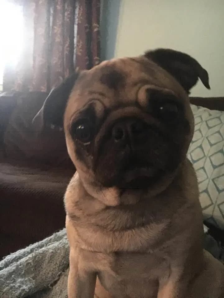 Gizzmo, back home in New York