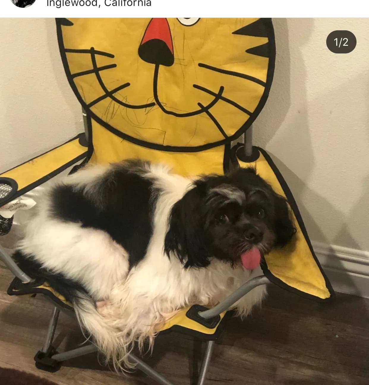 Yoshi, back home in California