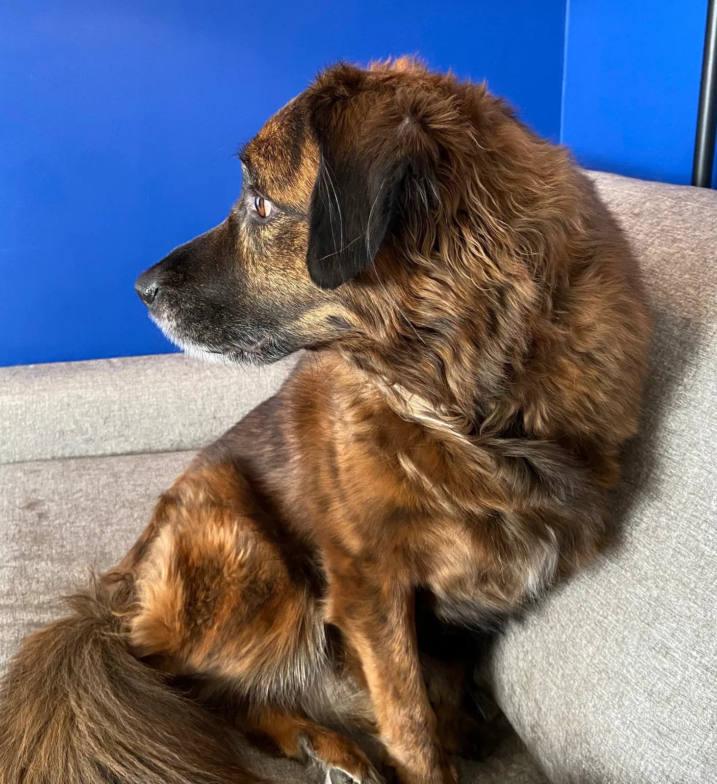 Gryffin, back home in Michigan