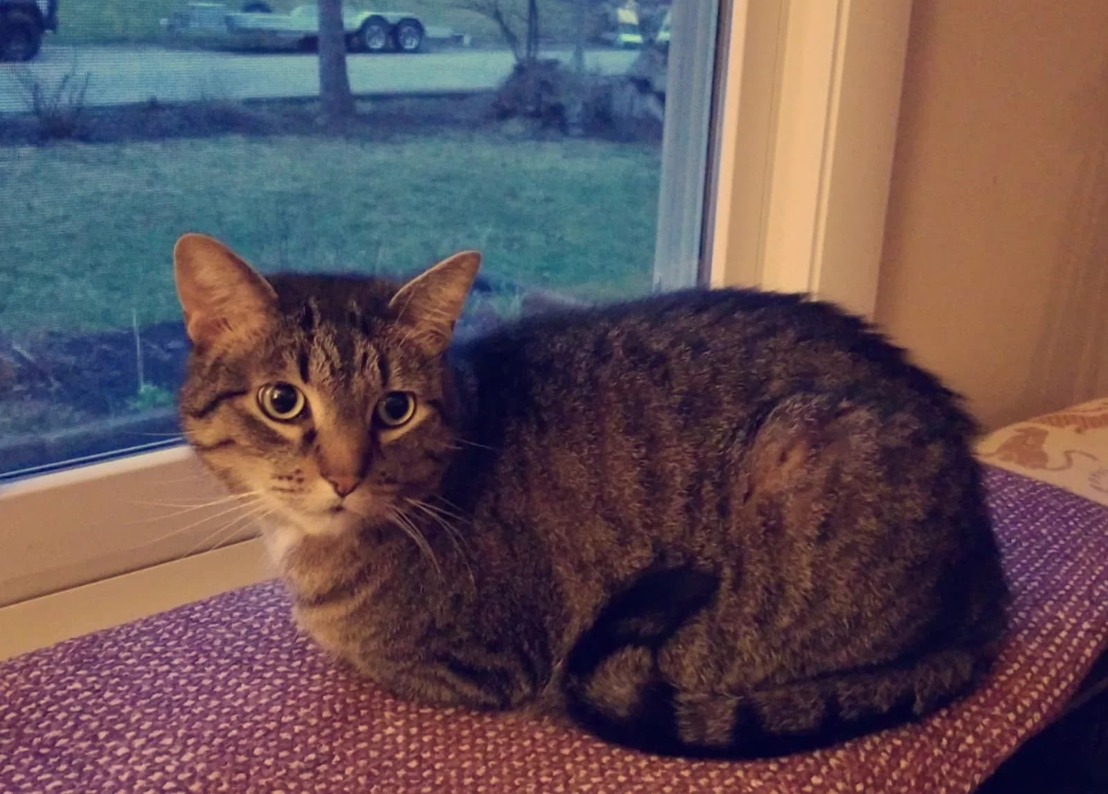Frisky (Doodle), back home in Illinois