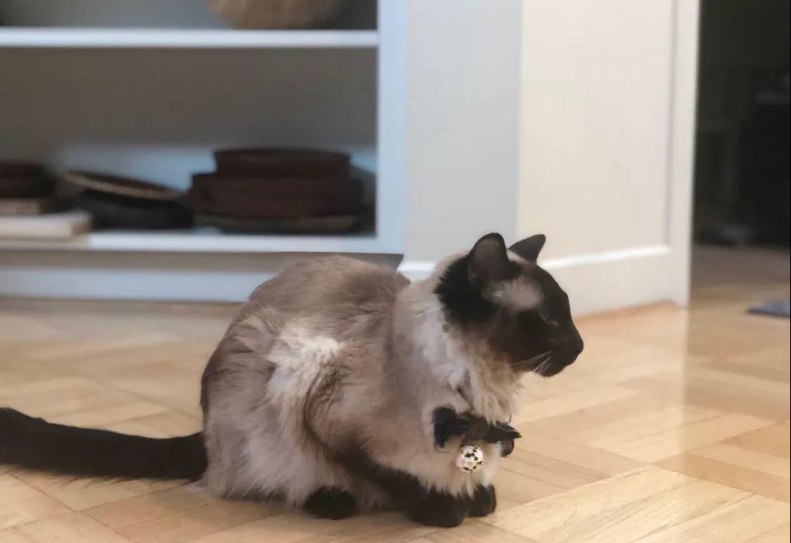 Sherlock, back home in California