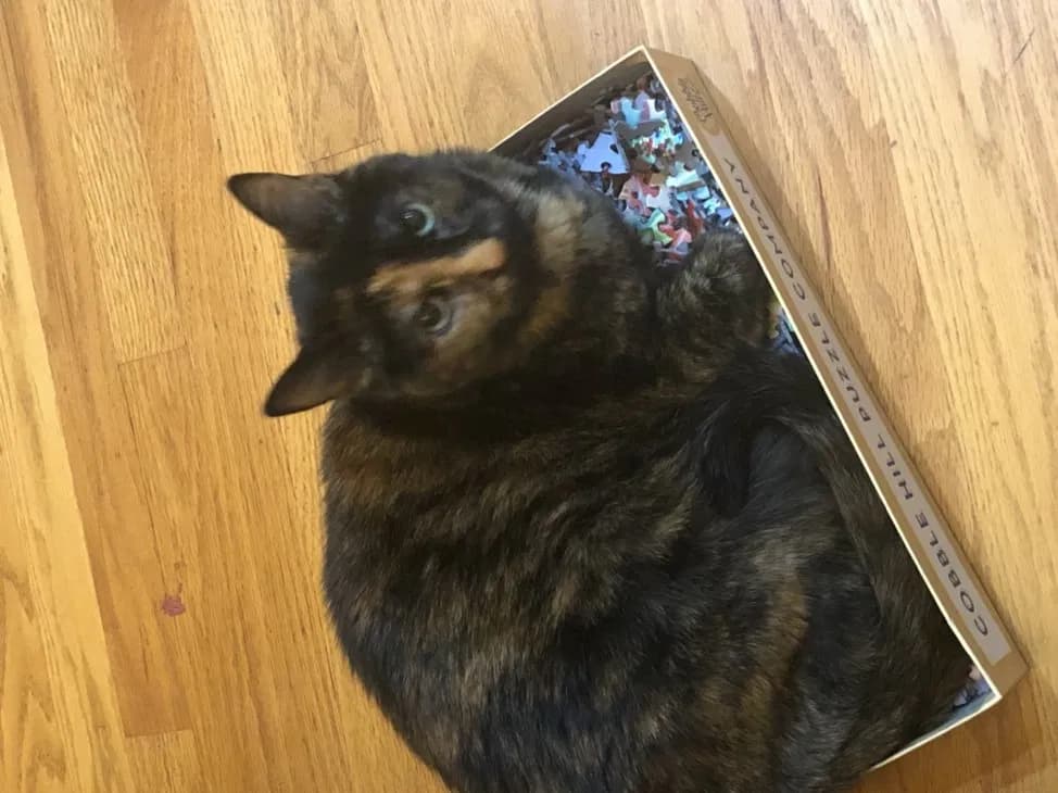 Echo (or Kitty), back home in Colorado