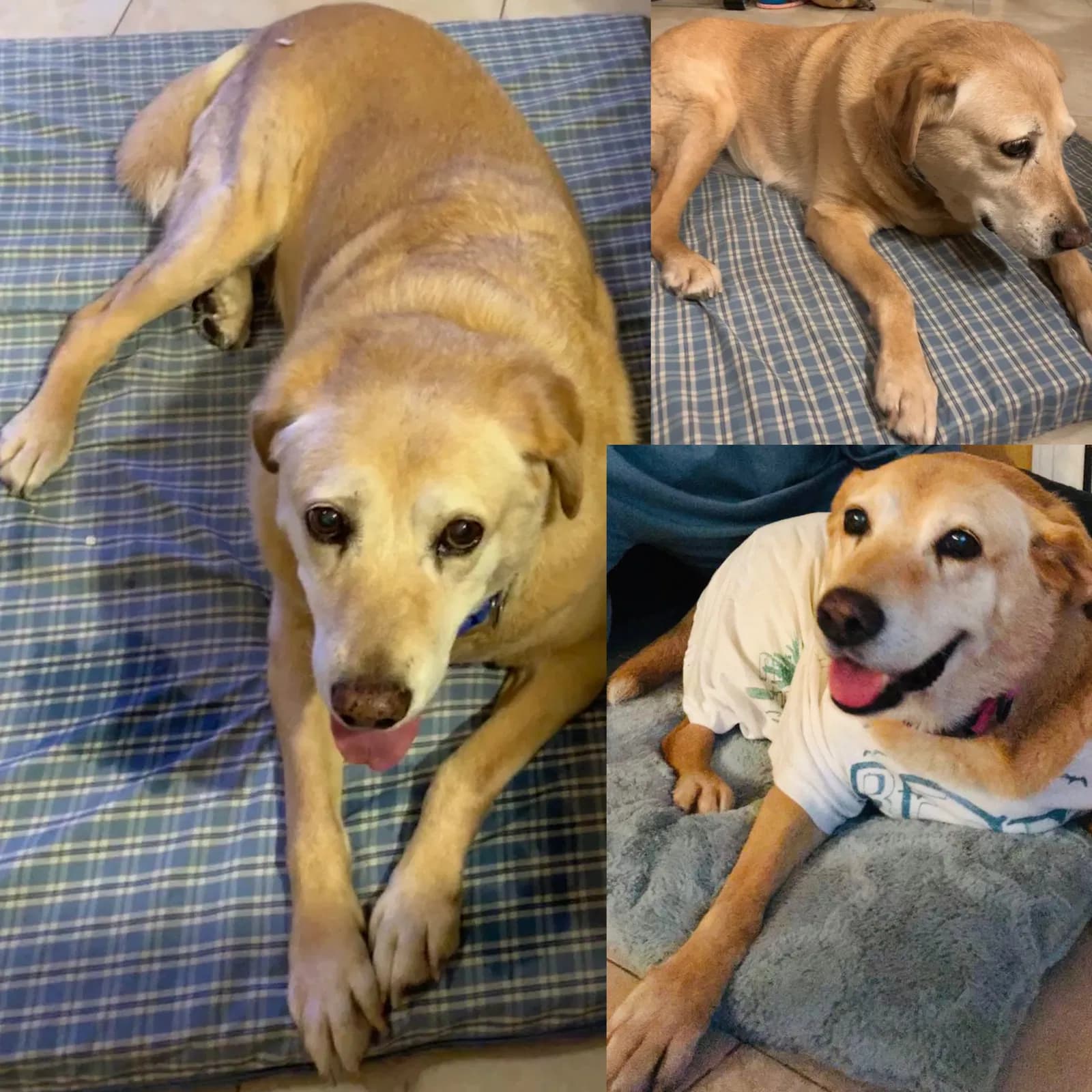 Canela, back home in Texas