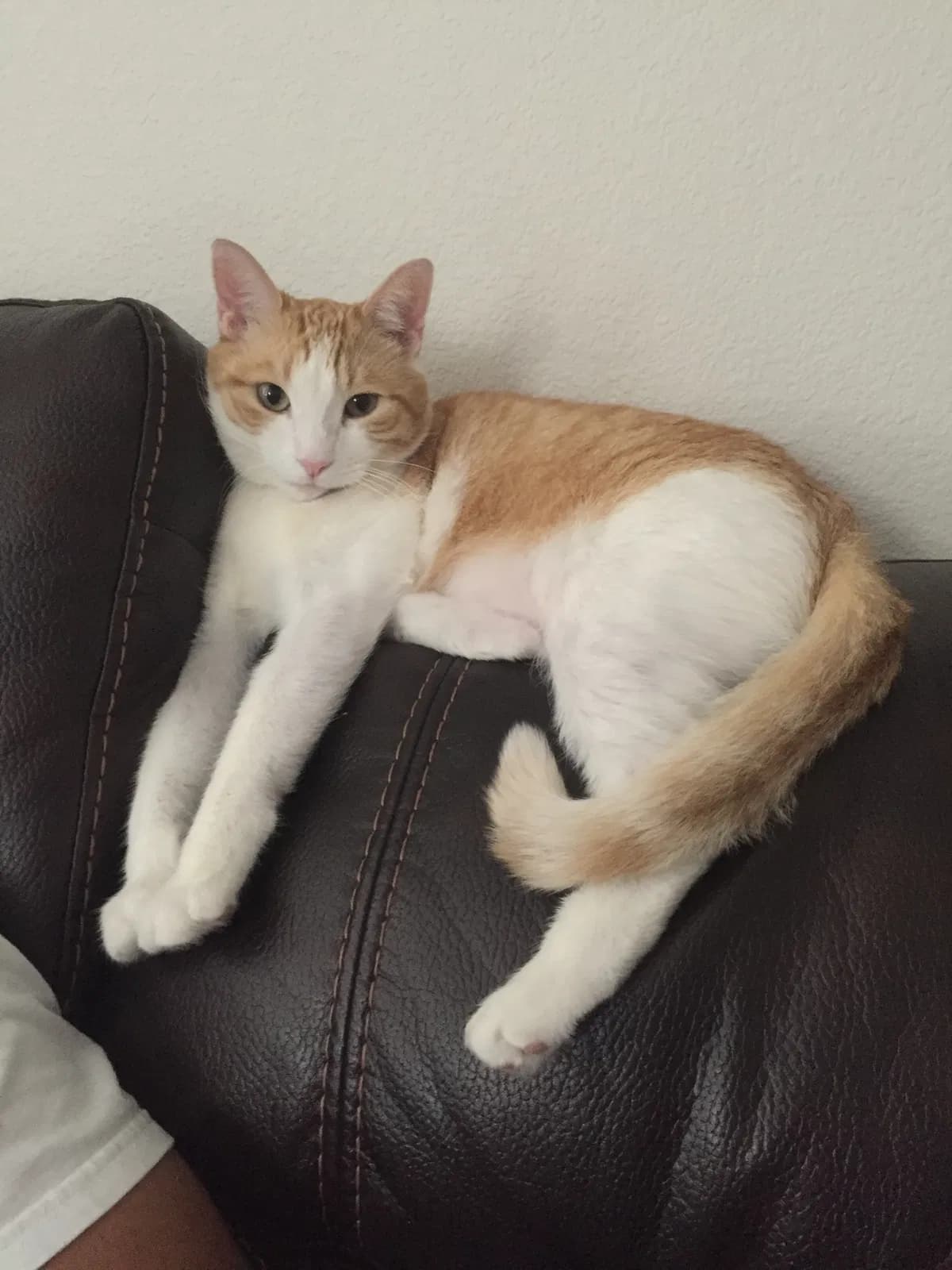 Ollie, back home in California