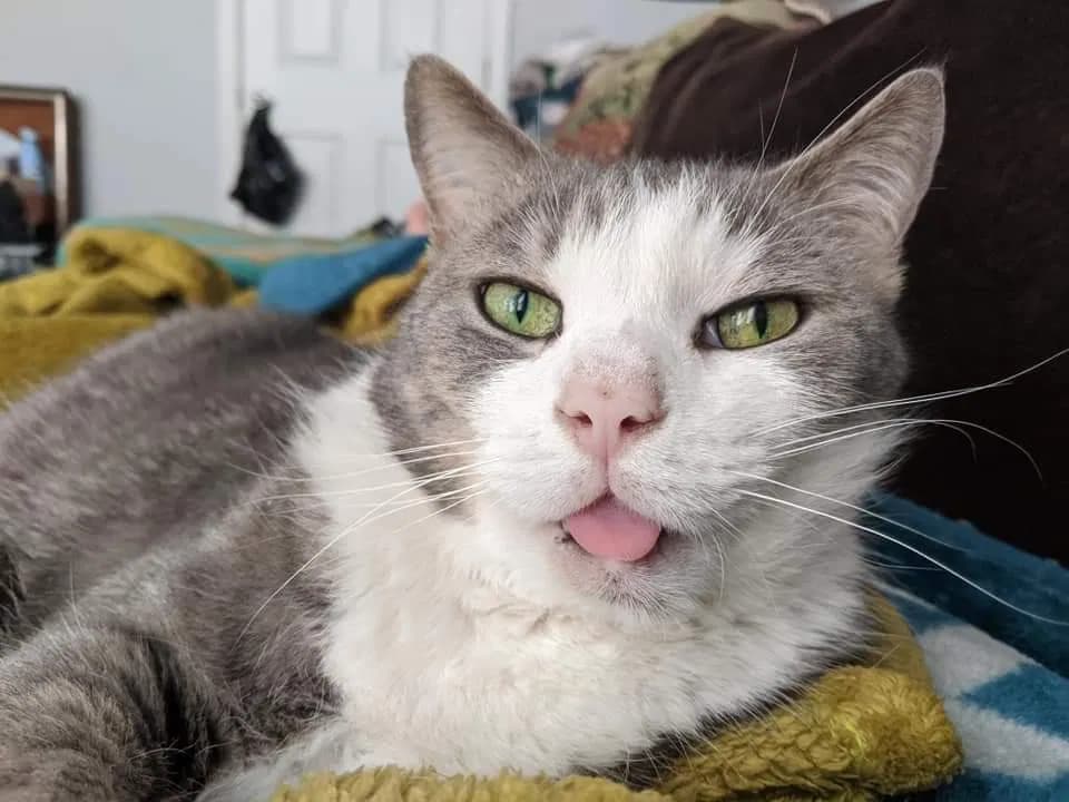 Kitta or Kitta Catta, back home in Pennsylvania