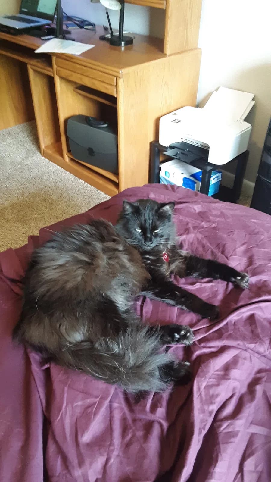 Gypsy, back home in Alabama