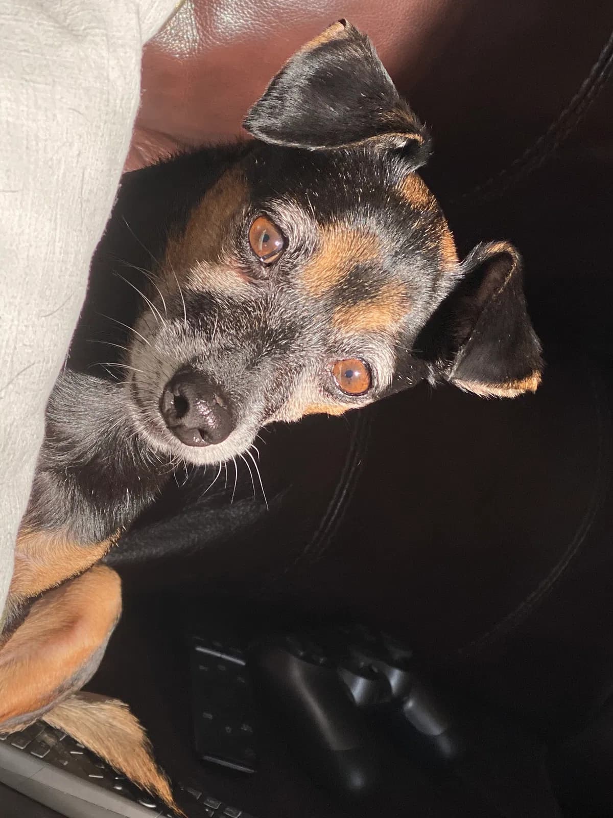 Ava, back home in New Jersey