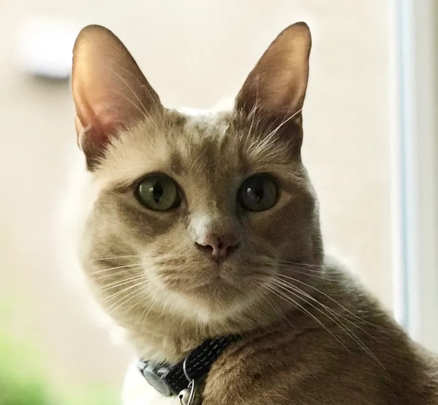 Zeus, back home in California
