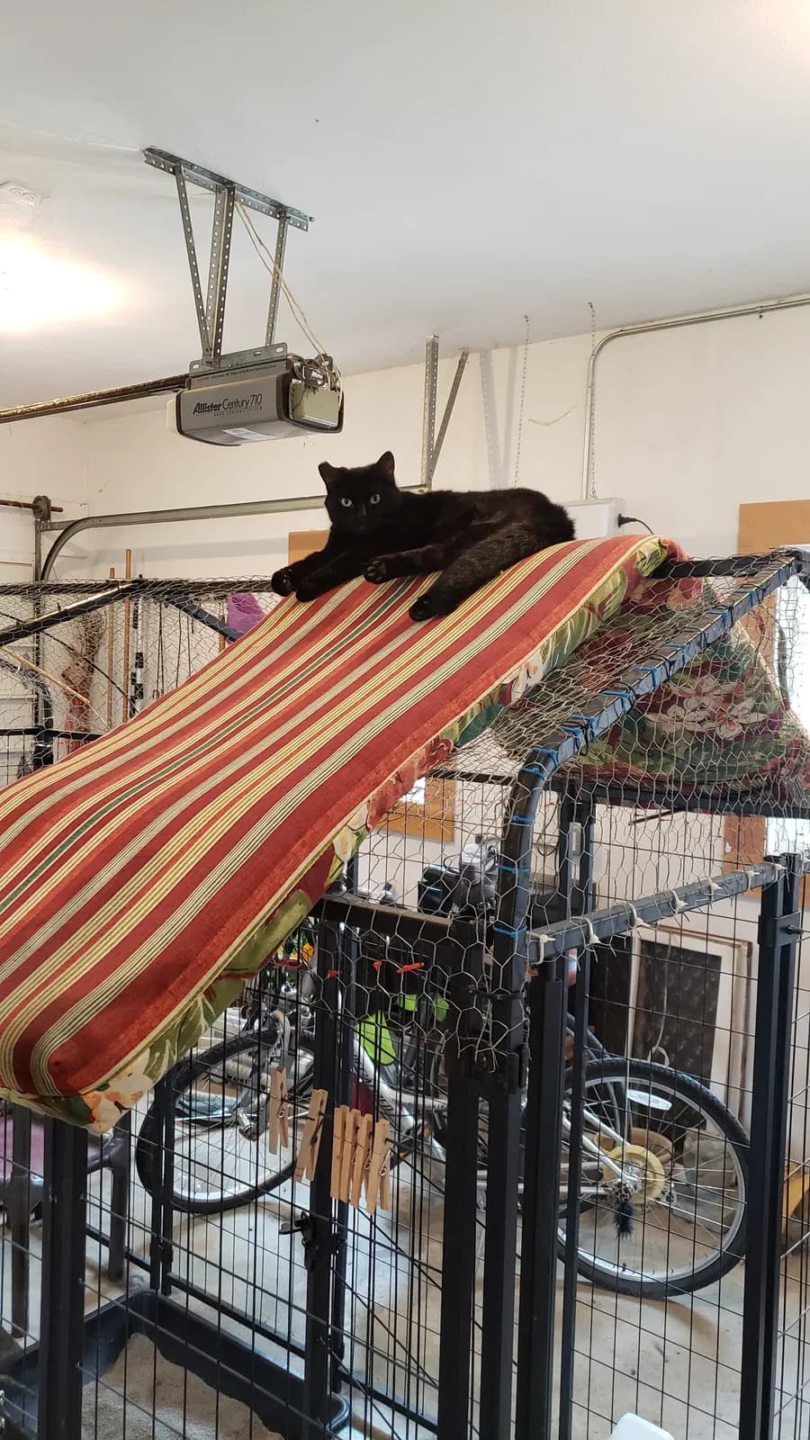 Little Black ( Hall, back home in Illinois