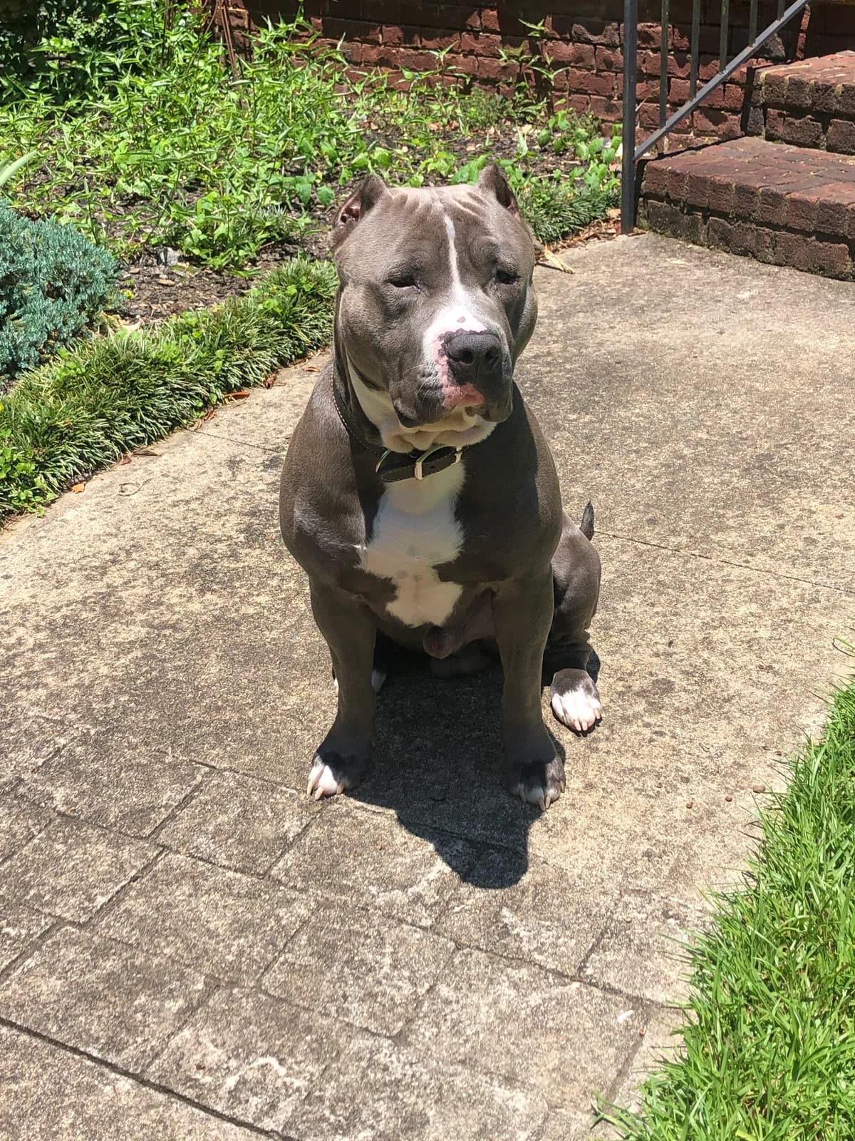 Beau, back home in South Carolina