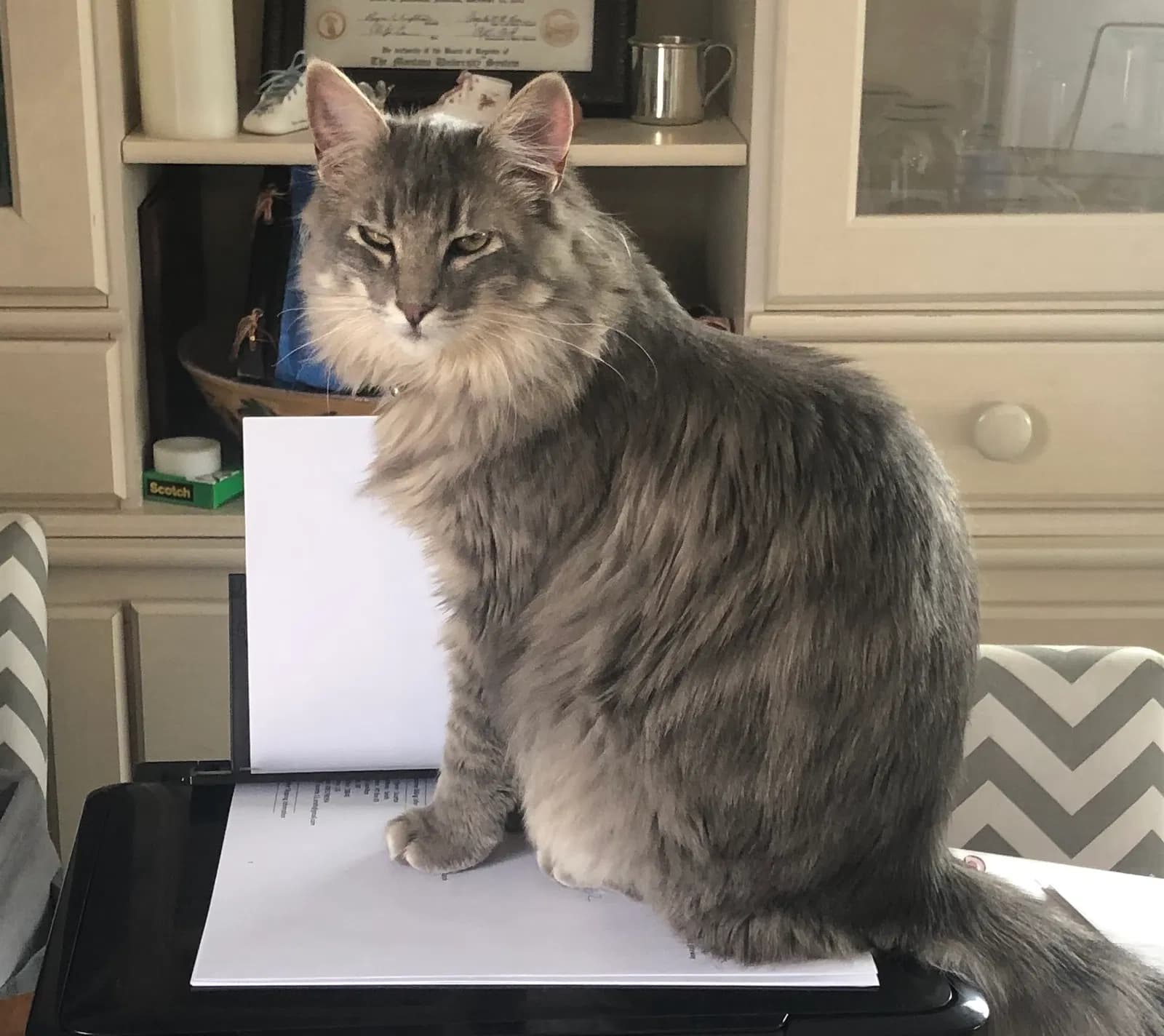 Sophie, back home in Montana