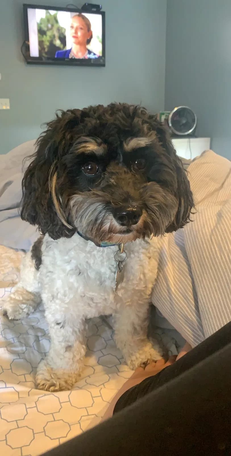 Roxie, back home in New York