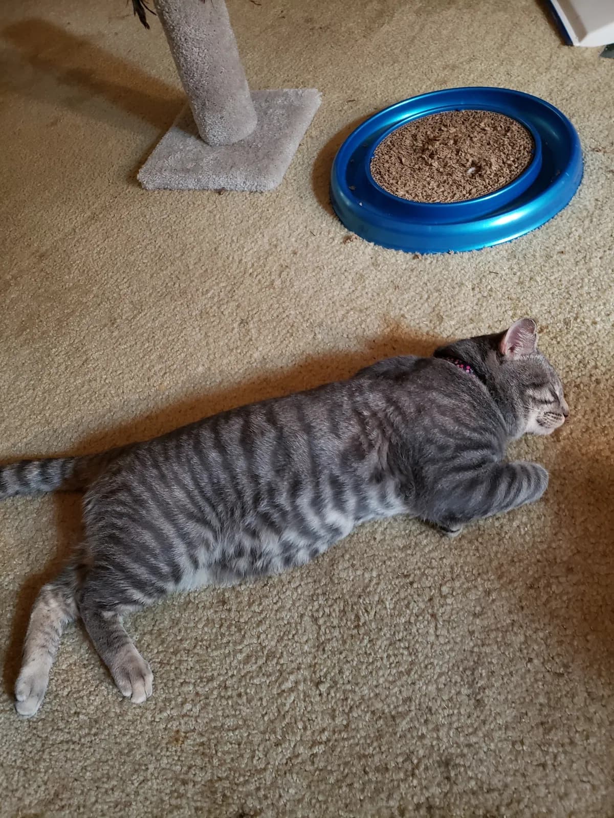 Oliver, back home in Ohio