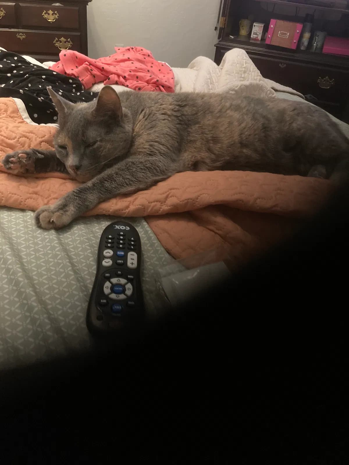 Tinky, back home in Connecticut
