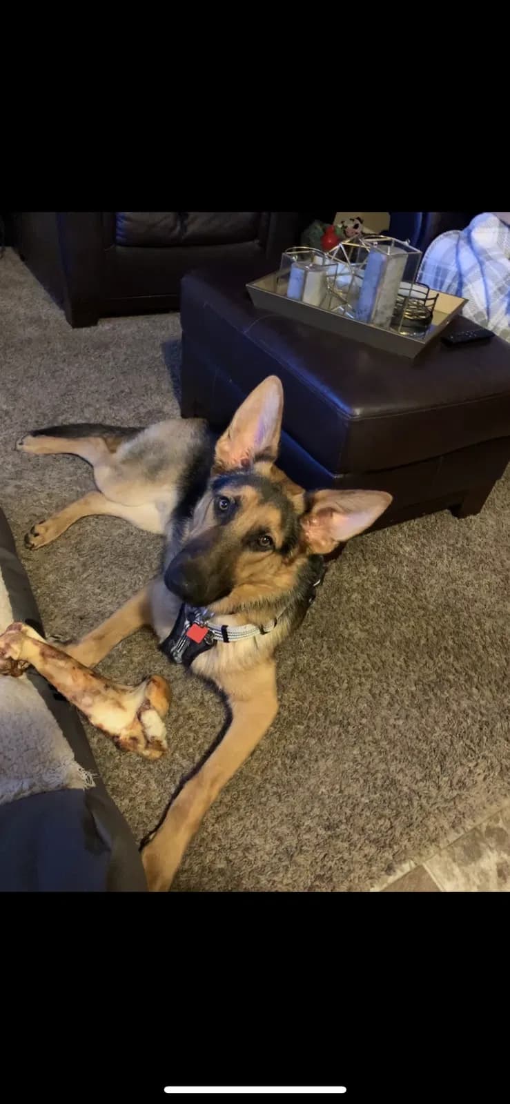 Zeus, back home in Iowa