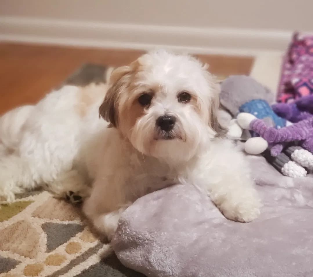 Ziggy, back home in Ohio