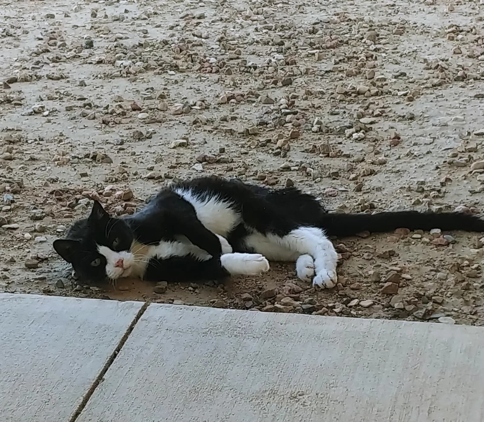 Oreo, back home in Colorado