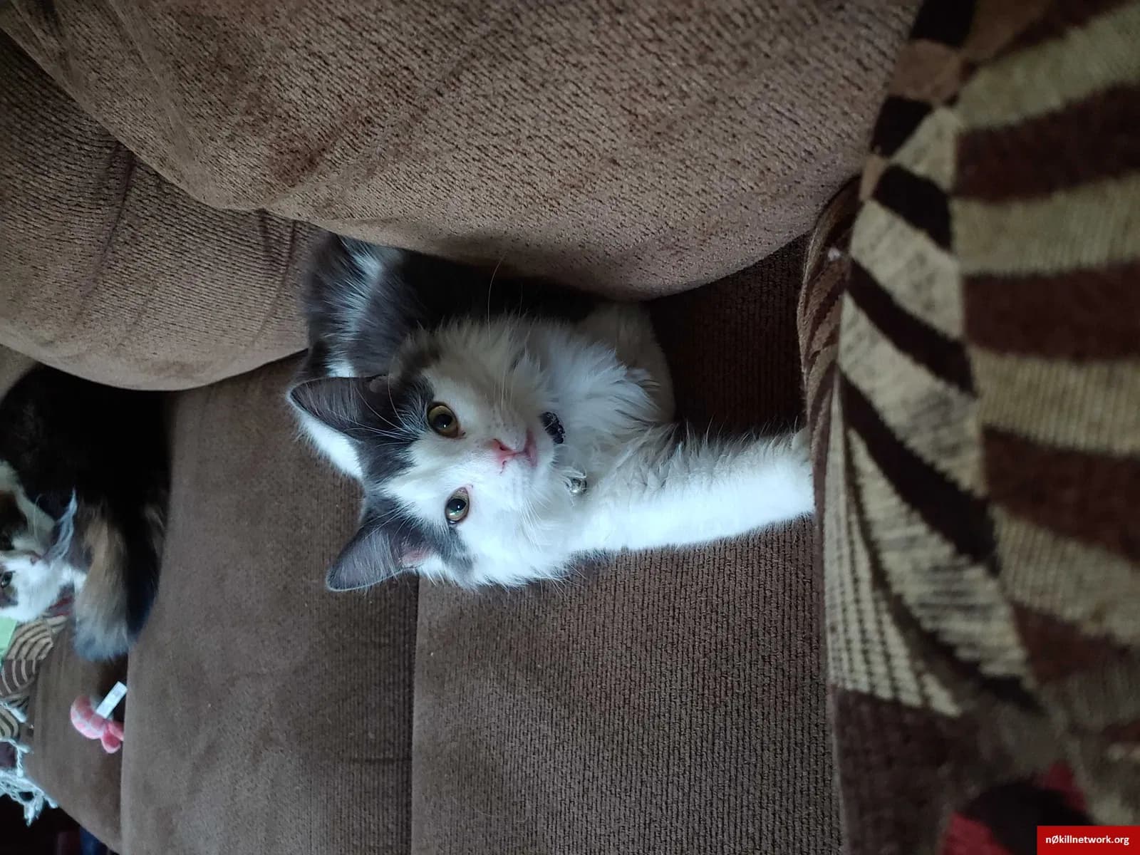Cato (Kay-Toe), back home in Maryland