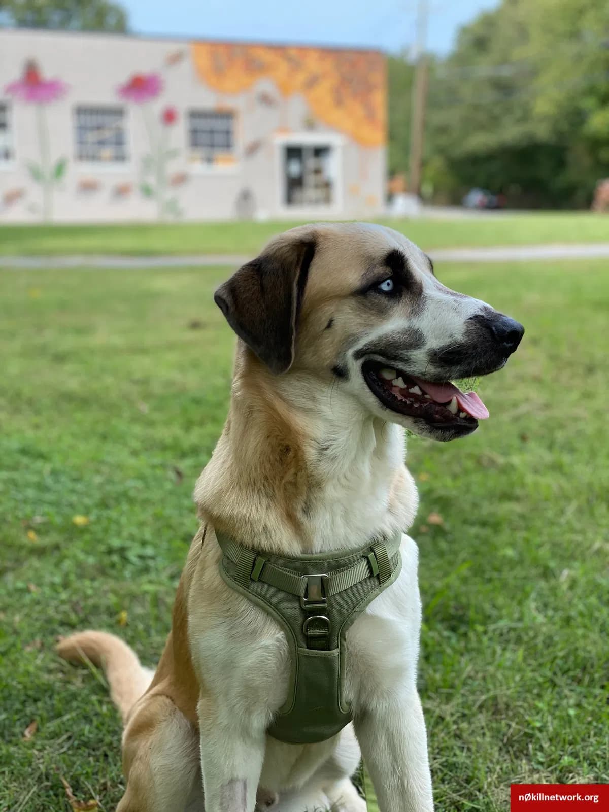Odin, back home in North Carolina