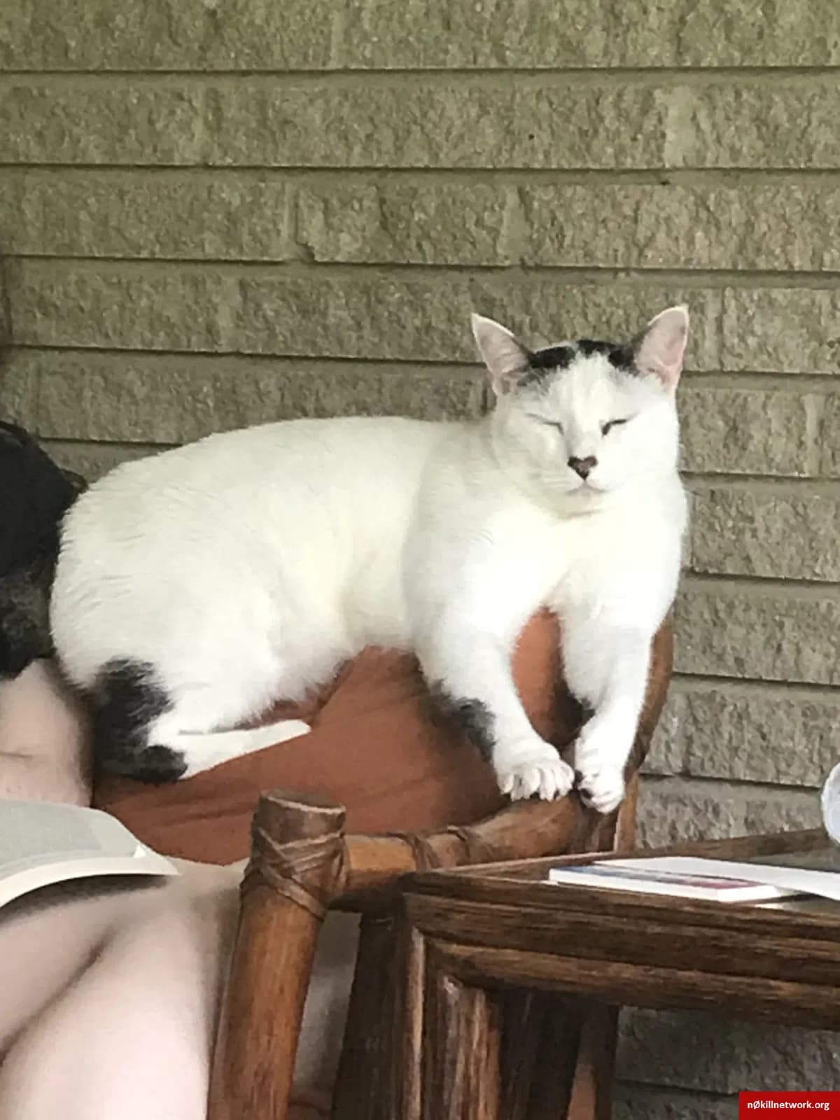 Thor, back home in Louisiana