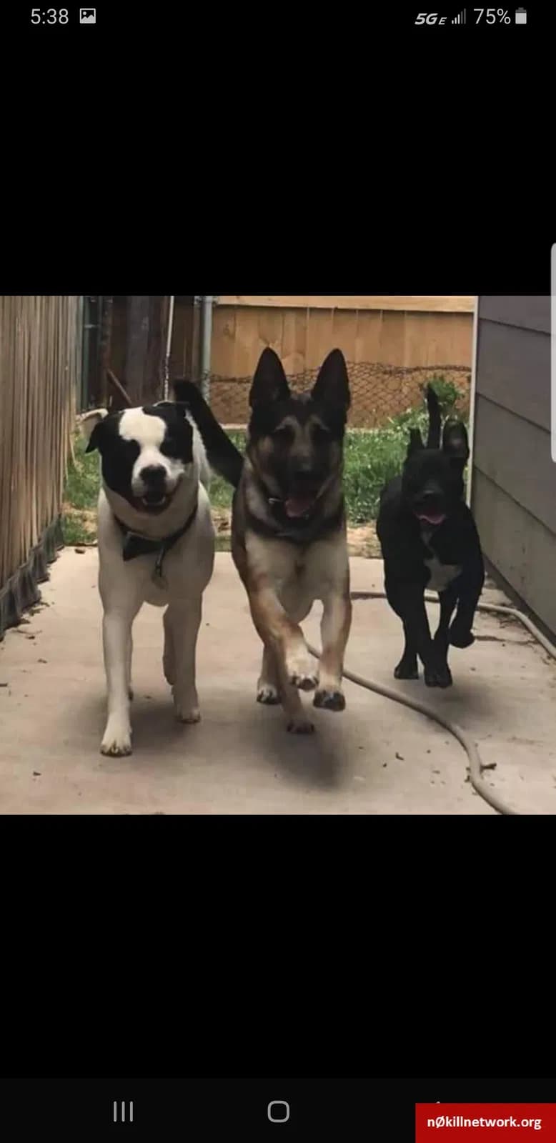 Tuco and Gustavo, back home in Kansas