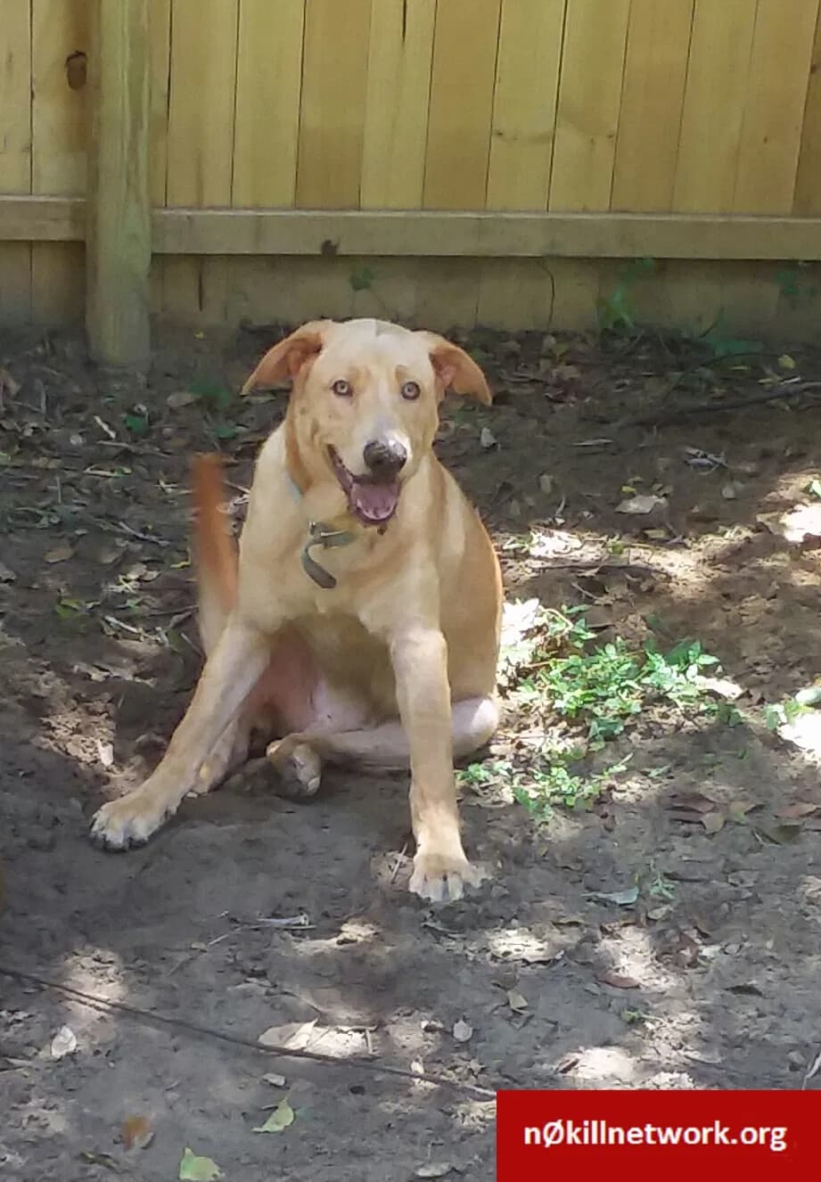 Niko, back home in Florida