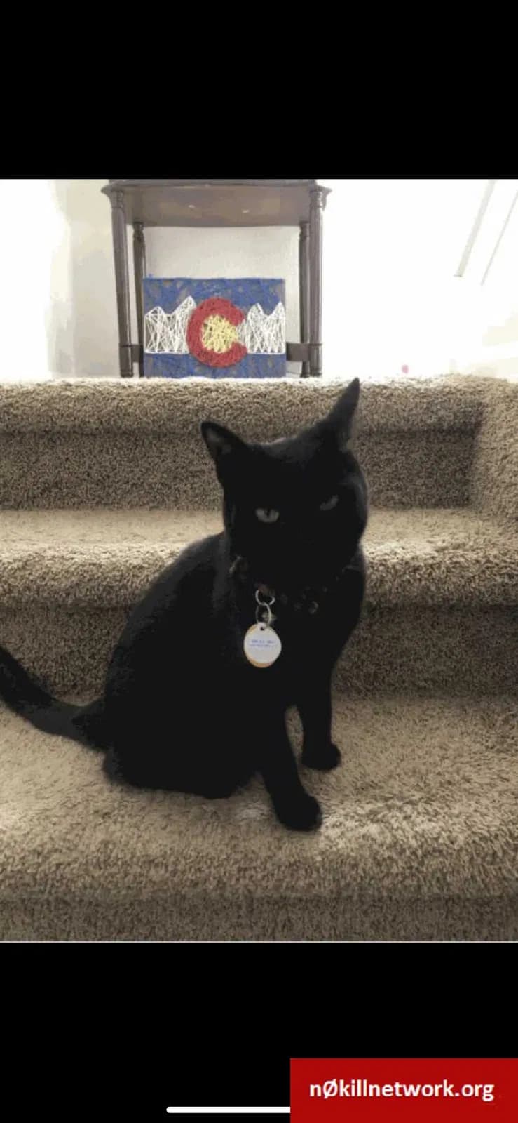 Kiki, back home in Colorado
