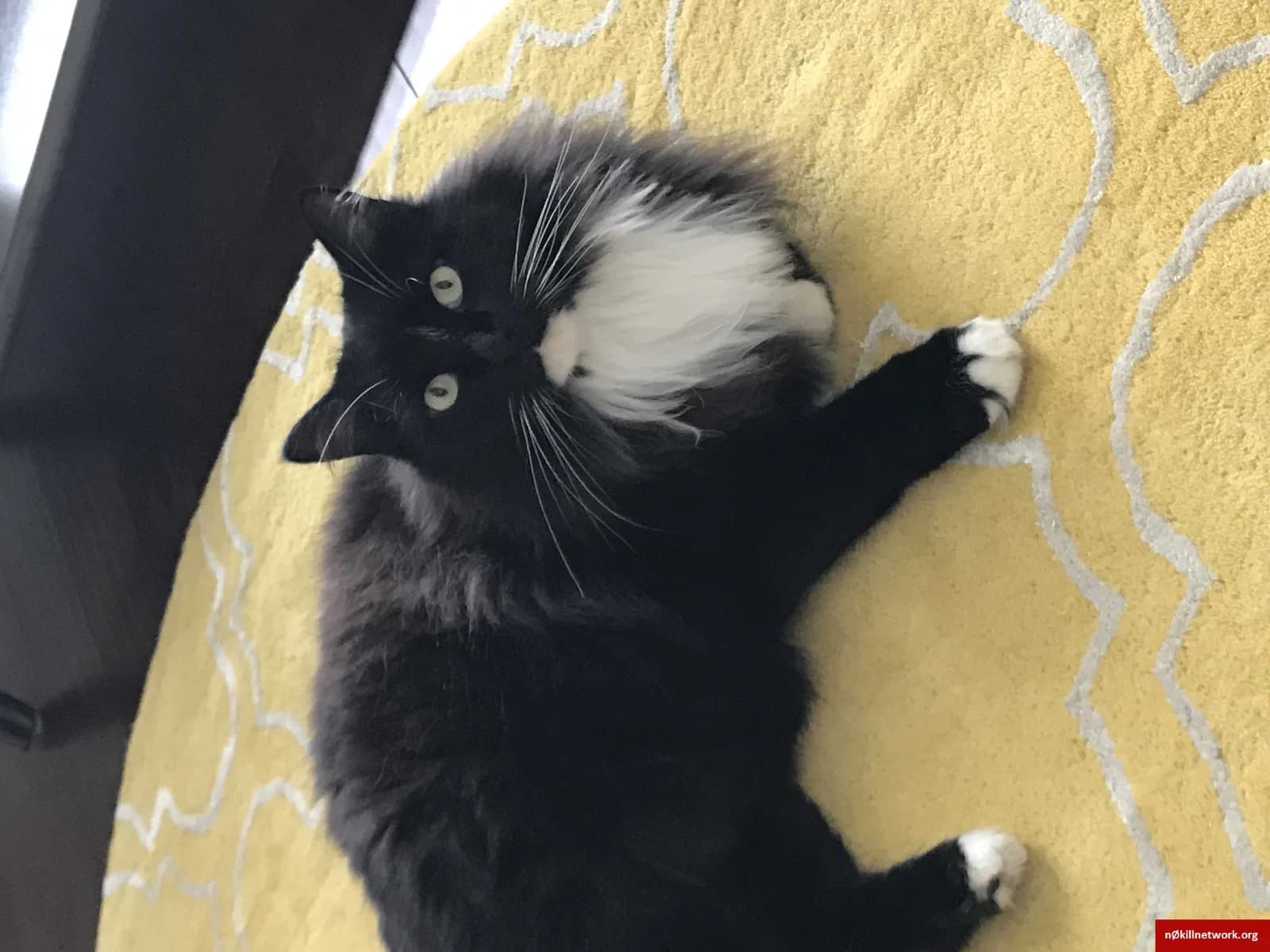 Keiko (Kay-KO), back home in Louisiana