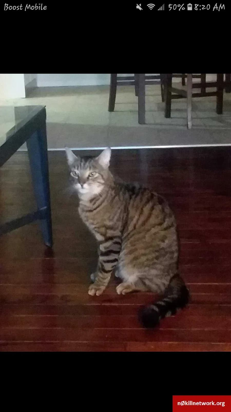 Simba, back home in New York