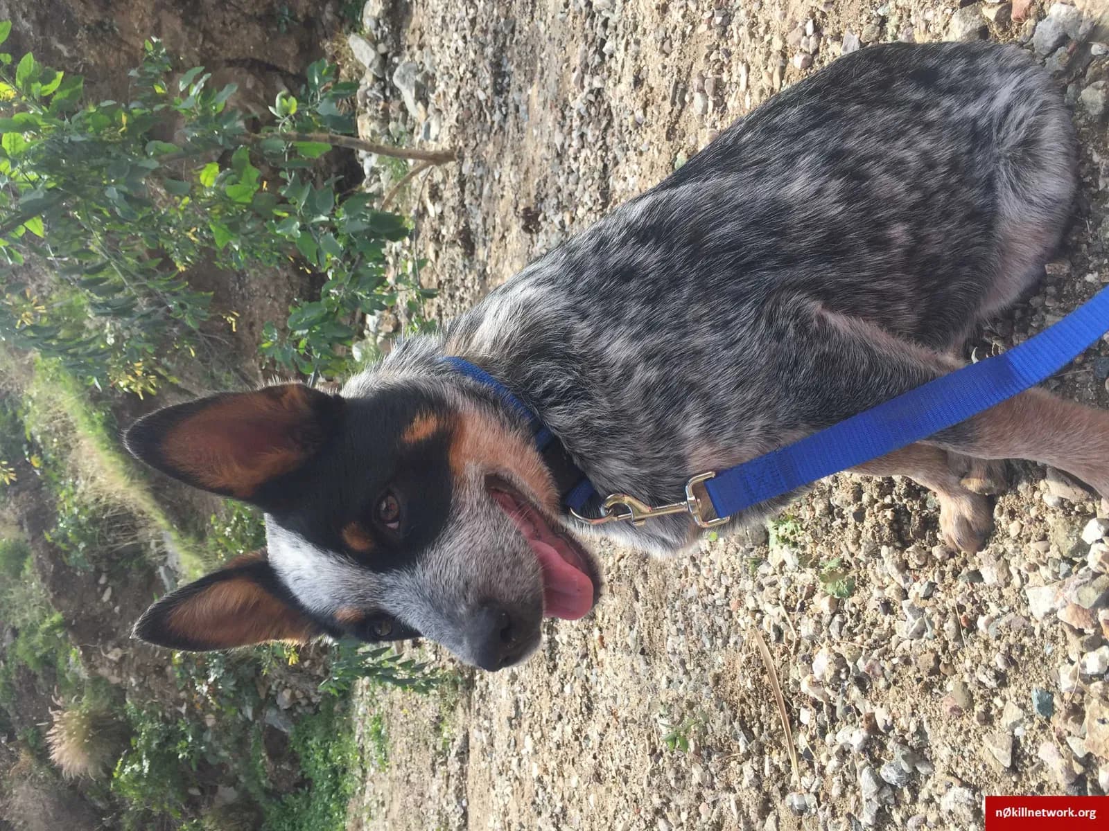 Beau, back home in California