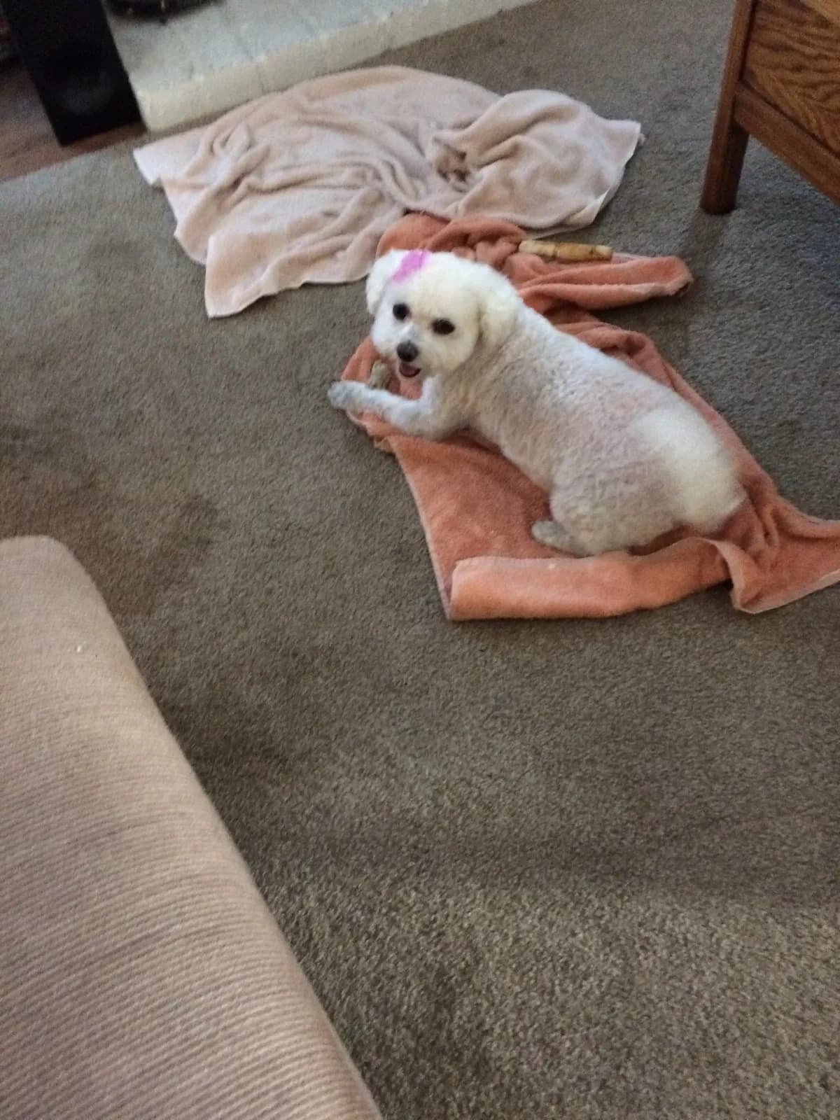 Lucy, back home in California