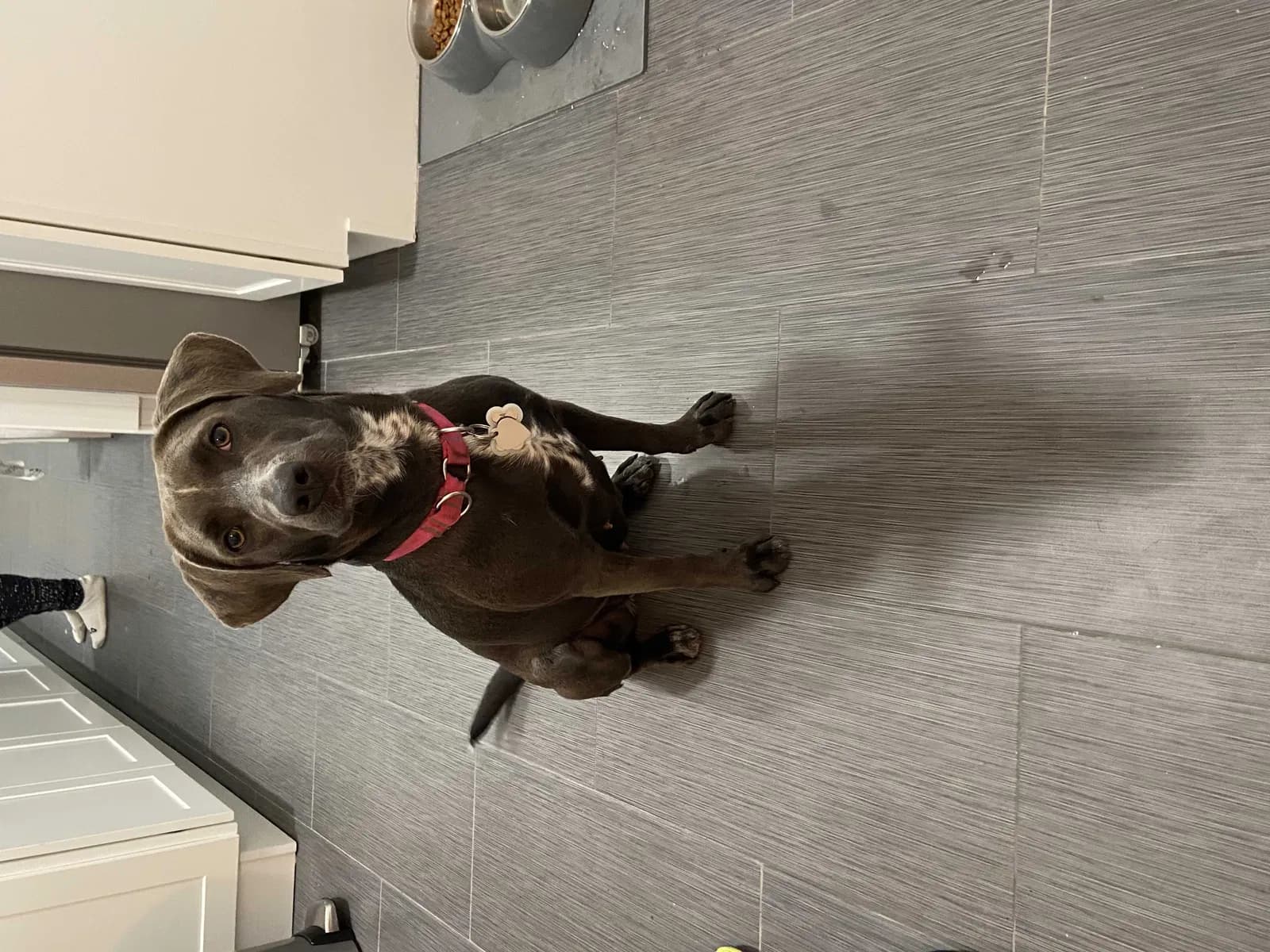 Sadie, back home in New York